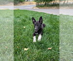 Small #14 Mutt