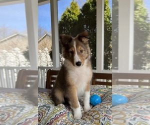 Shetland Sheepdog Puppy for sale in NOBLESVILLE, IN, USA
