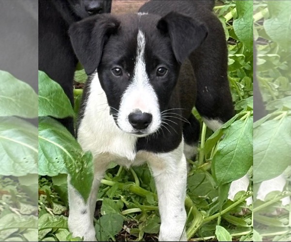 Medium Photo #1 Labsky Puppy For Sale in Anchorage, AK, USA