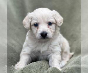 Colonial Cocker Spaniel-Poodle (Miniature) Mix Dogs for adoption in San Diego, CA, USA