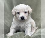 Small Colonial Cocker Spaniel-Poodle (Miniature) Mix