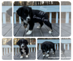Small #1 Australian Shepherd