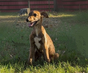 Greyhound Litter for sale in MONTGOMERY, TX, USA