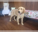 Small #8 Golden Retriever