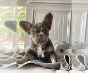 French Bulldog Puppy for sale in SNELLVILLE, GA, USA