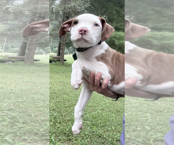 Medium Photo #2 Mutt Puppy For Sale in Clarkston, MI, USA
