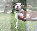 Small #1 Mutt