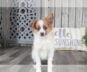Papillon Puppy for sale in MOUNT VERNON, OH, USA