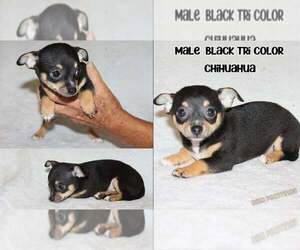 Medium Chihuahua