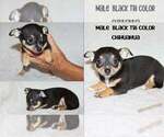 Puppy Puppy 2 Chihuahua