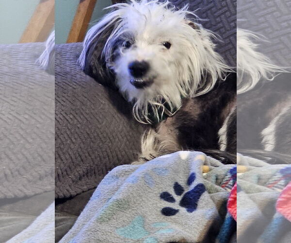 Medium Photo #4 Mutt Puppy For Sale in Erie, MI, USA