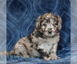 Small #2 Goldendoodle (Miniature)