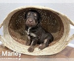 Puppy Marley Aussiedoodle