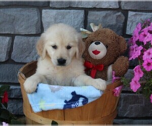 Golden Retriever Puppy for sale in FREDERICKSBURG, OH, USA