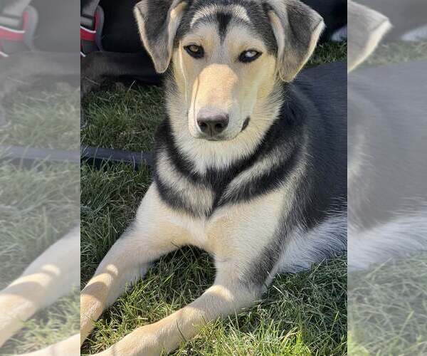 Medium Photo #1 Labrador Retriever-Siberian Husky Mix Puppy For Sale in MIDWAY, UT, USA