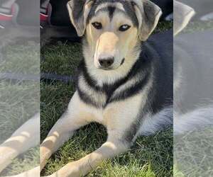 Labrador Retriever-Siberian Husky Mix Dogs for adoption in MIDWAY, UT, USA