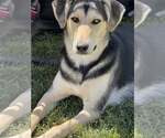 Small Labrador Retriever-Siberian Husky Mix