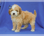 Small #4 Cavapoo (Miniature)