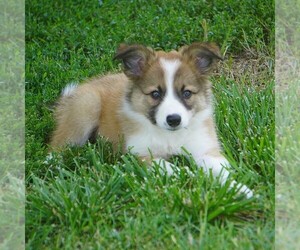 Border Collie Puppy for sale in DOUGLASS, KS, USA
