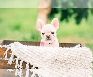 French Bulldog Puppy for sale in CAPE CORAL, FL, USA