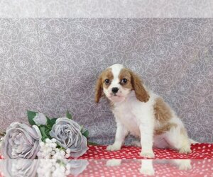 Cavapoo Puppy for sale in WOOSTER, OH, USA