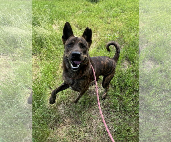 Medium Photo #4 Mutt Puppy For Sale in Pryor, OK, USA
