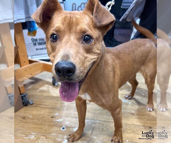 Medium Photo #4 Golden Retriever-Unknown Mix Puppy For Sale in Washington, DC, USA