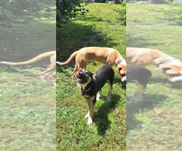 Medium Photo #4 Anatolian Shepherd-Unknown Mix Puppy For Sale in Aurora, IN, USA