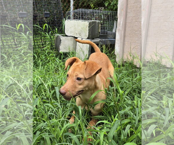 Medium Photo #2 Carolina Dog-Unknown Mix Puppy For Sale in Albemarle, NC, USA