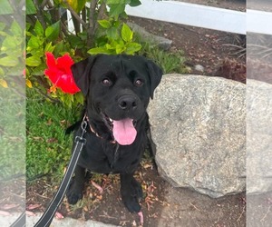 Labrador Retriever-Unknown Mix Dogs for adoption in San Diego, CA, USA