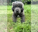 Small #2 Newfoundland
