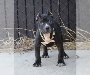 American Bully Puppy for sale in CHAMPAIGN, IL, USA