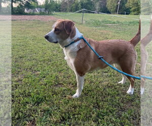 Peppa - true sweetheart - Female Labbe Dog for Adoption - Photo #9
