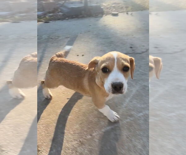 Medium Photo #5 Basset Hound Puppy For Sale in Harrison, AR, USA