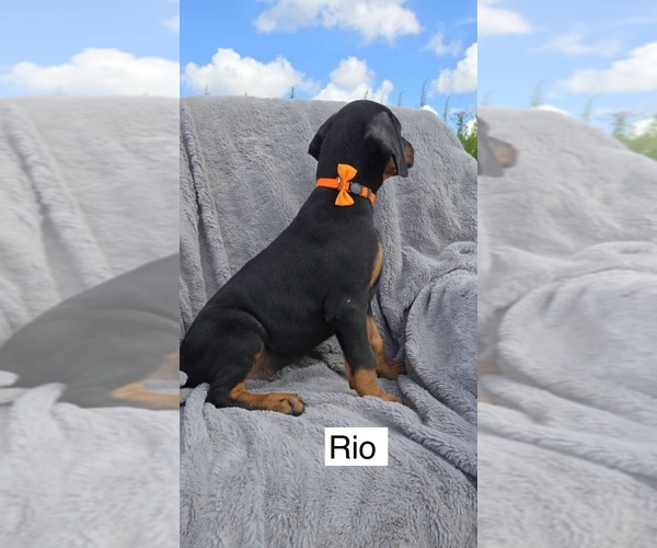 Medium Photo #2 Doberman Pinscher Puppy For Sale in POMEROY, OH, USA
