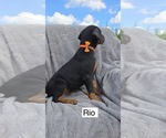 Small #1 Doberman Pinscher