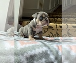 Small Photo #6 Bulldog Puppy For Sale in COVINGTON, WA, USA