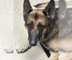 German Shepherd Dog Dogs for adoption in Stockton, CA, USA