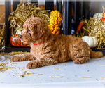 Puppy Pumkin Goldendoodle (Miniature)