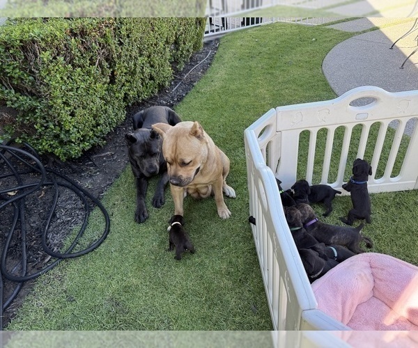Medium Photo #48 Cane Corso Puppy For Sale in LIVERMORE, CA, USA