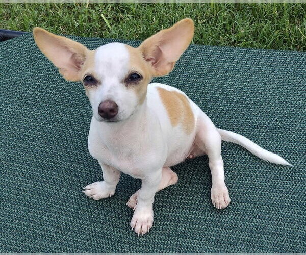 Medium Photo #3 Chihuahua-Unknown Mix Puppy For Sale in New York, NY, USA