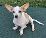 Small #2 Chihuahua Mix