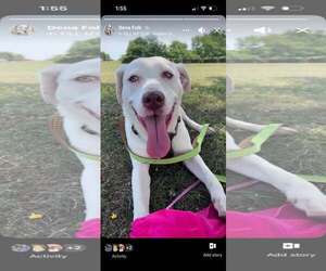 Labrador Retriever-Unknown Mix Dogs for adoption in Shillington, PA, USA