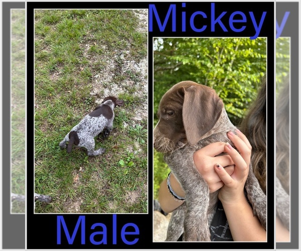Medium Photo #11 German Shorthaired Pointer Puppy For Sale in ELK GARDEN, WV, USA