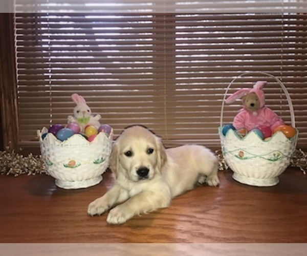 Medium Photo #6 Golden Retriever Puppy For Sale in WEBSTER CITY, IA, USA