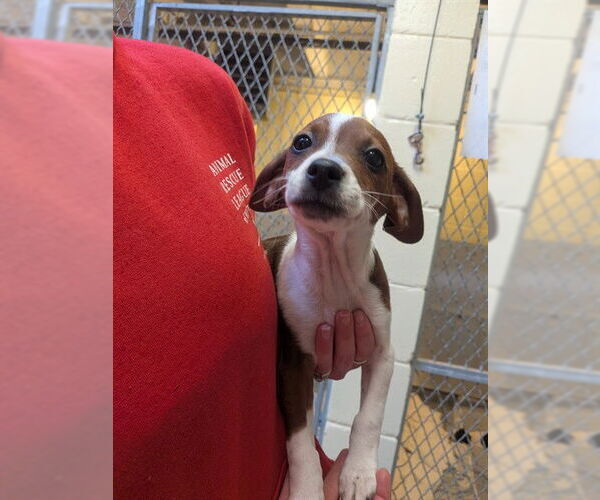 Medium Photo #1 Feist Terrier-Unknown Mix Puppy For Sale in Boston, MA, USA