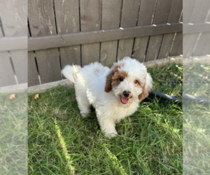 Goldendoodle (Miniature) Puppy for sale in MILWAUKEE, WI, USA