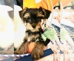 Small #5 Yorkshire Terrier