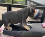 Small Photo #9 French Bulldog Puppy For Sale in TOPEKA, KS, USA