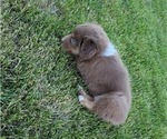 Small Photo #2 Australian Shepherd Puppy For Sale in DAVENPORT, WA, USA